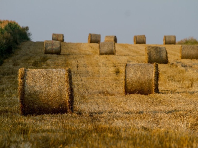 ANR sprzedała w tym roku ok. 17 tys. hektarów ziemi